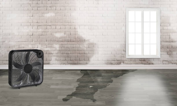 Best Local water damage restoration  in Wayne, OH