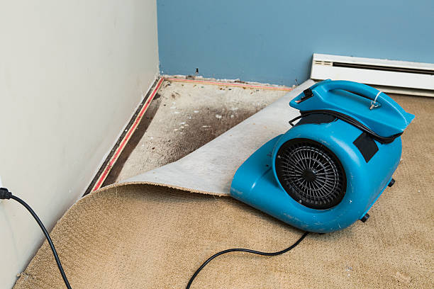 Best Flood damage cleanup  in Wayne, OH